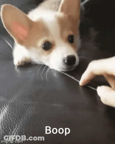 A Corgi Puppy Laying On A Black Leather Couch Being Touched By A Person 'S Hand . GIF