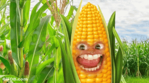A Corn Cob With A Face On It In A Field GIF