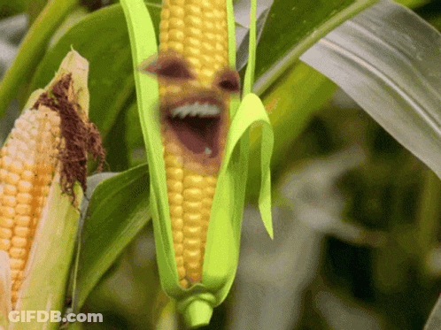 A Corn Cob With A Face On It GIF