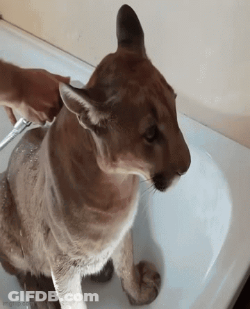 A Cougar Is Being Bathed In A Bathtub By A Person GIF