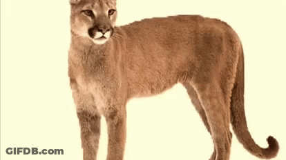 A Cougar Is Standing On A Green Background And Looking At The Camera GIF