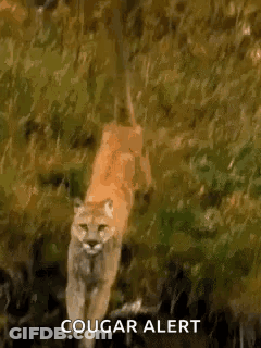 A Cougar Is Walking Through A Field With The Words `` Cougar Alert '' Written On The Bottom . GIF