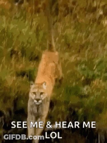 A Cougar Is Walking Through The Grass With The Words `` See Me & Hear Me Lol '' Written On It . GIF