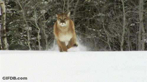 A Cougar Running Through The Snow In The Woods GIF