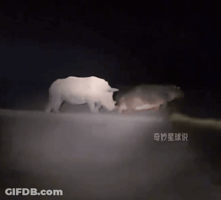 A Couple Of Animals Are Standing Next To Each Other In The Dark GIF