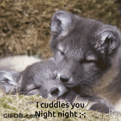 A Couple Of Animals Laying Next To Each Other With A Caption That Says " I Cuddles You Night Night " GIF
