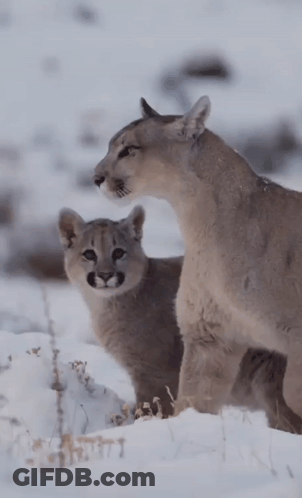 A Couple Of Animals Standing In The Snow Looking At Each Other GIF