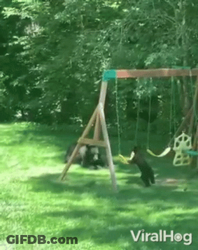 A Couple Of Bears Are Playing On A Swing Set In A Backyard . GIF
