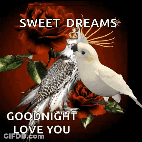 A Couple Of Birds Sitting Next To Each Other With The Words Sweet Dreams Goodnight Love You GIF