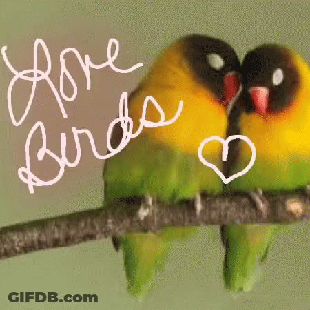 A Couple Of Birds Sitting On A Branch With The Words Love Birds Written Above Them GIF