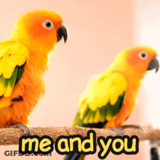 A Couple Of Birds Sitting On A Branch With The Words Me And You Written Below Them GIF