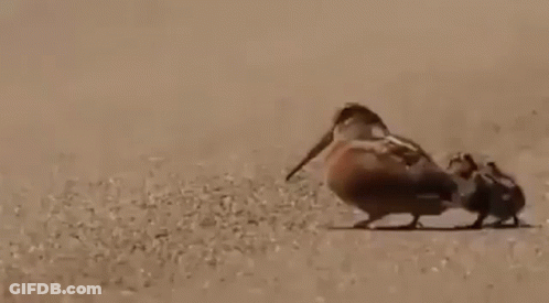 A Couple Of Birds Standing Next To Each Other On A Sandy Surface . GIF
