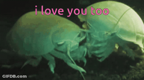 A Couple Of Bugs Kissing With The Words I Love You Too GIF
