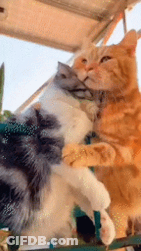 A Couple Of Cats Are Hugging Each Other On A Balcony . GIF