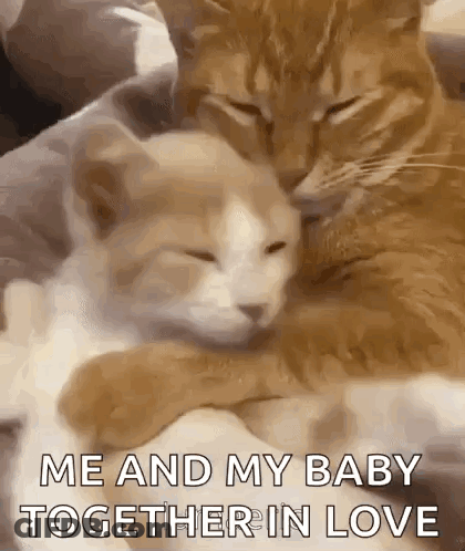 A Couple Of Cats Are Hugging Each Other On A Couch . GIF