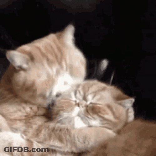 A Couple Of Cats Are Hugging Each Other . GIF