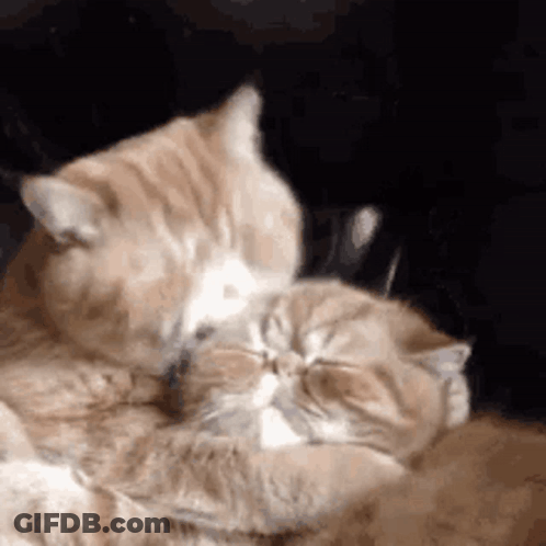 A Couple Of Cats Are Laying On Top Of Each Other . GIF