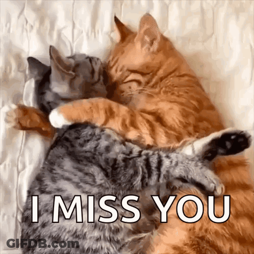 A Couple Of Cats Hugging Each Other On A Bed With The Words `` I Miss You '' Written On The Bottom . GIF