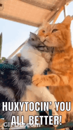 A Couple Of Cats Hugging Each Other With A Caption That Says Huxytocin ' You All Better GIF