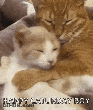 A Couple Of Cats Hugging Each Other With The Words Happy Saturday Roy Below Them GIF