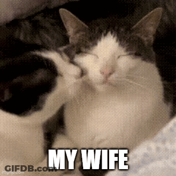 A Couple Of Cats Laying Next To Each Other With The Words My Wife Written On The Bottom . GIF
