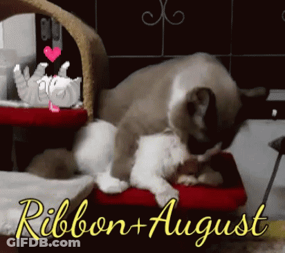 A Couple Of Cats Laying On A Bed With The Words Ribbon + August Written Below Them GIF