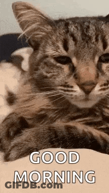 A Couple Of Cats Laying On Top Of Each Other On A Bed With The Words `` Good Morning '' Written On It . GIF