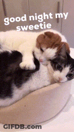 A Couple Of Cats Laying On Top Of Each Other With The Words Good Night My Sweetie Above Them GIF