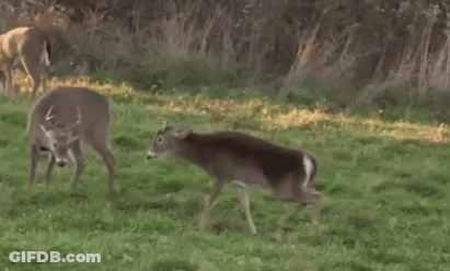 A Couple Of Deer Standing In A Grassy Area GIF