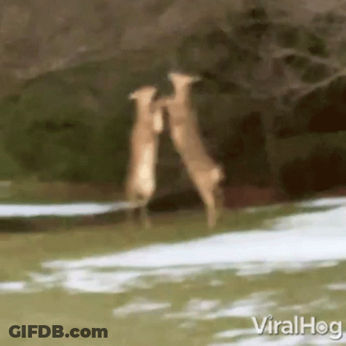 A Couple Of Deer Standing Next To Each Other In A Snowy Field . GIF