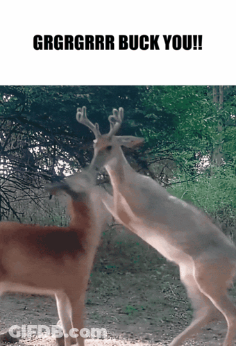 A Couple Of Deer Standing Next To Each Other With The Words Grgrgrrr Buck You On The Bottom GIF