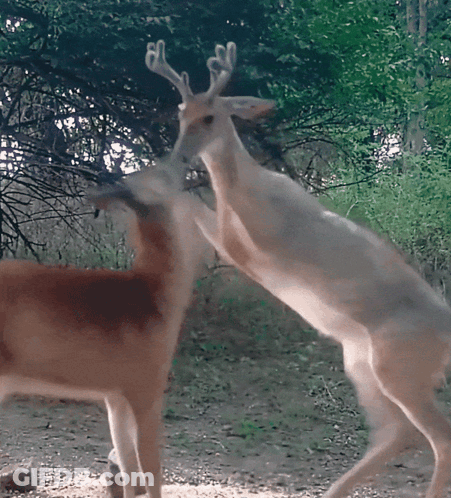 A Couple Of Deer Standing On Their Hind Legs GIF