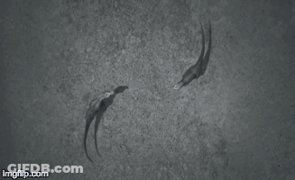 A Couple Of Dinosaurs Standing Next To Each Other With Imgflip.com In The Corner GIF