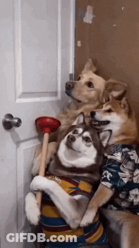 A Couple Of Dogs Are Sitting Next To Each Other Holding A Plunger In Front Of A Door . GIF