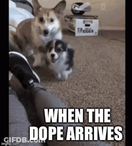 A Couple Of Dogs Standing Next To Each Other On A Carpet With The Caption `` When The Dope Arrives '' . GIF
