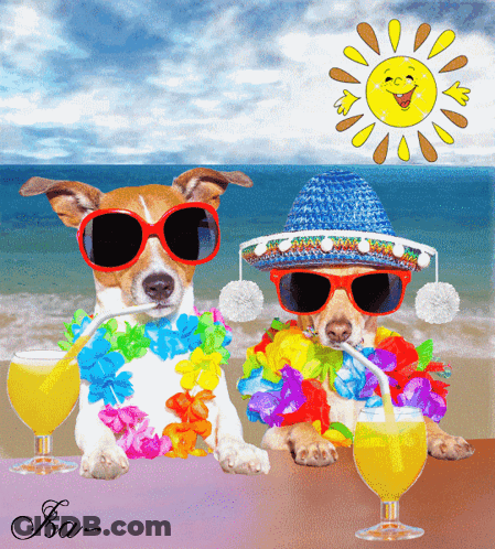 A Couple Of Dogs Wearing Sunglasses And Sombrero Drinking From Glasses GIF