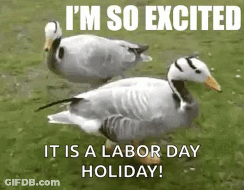 A Couple Of Ducks Standing Next To Each Other In A Grassy Field . GIF