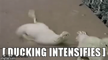 A Couple Of Ducks Standing Next To Each Other On A Sidewalk With The Caption `` Ducking Intensifies '' . GIF