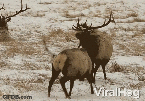 A Couple Of Elk Standing In A Snowy Field With Viralhog Written In The Corner GIF