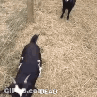 A Couple Of Goats Are Standing Next To Each Other In A Hay Field . GIF