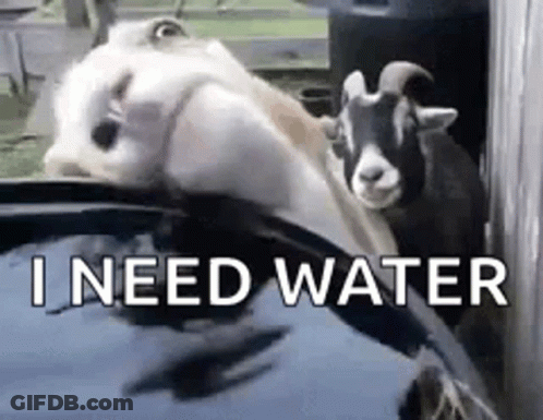 A Couple Of Goats Are Standing Next To Each Other In A Pool Of Water . GIF
