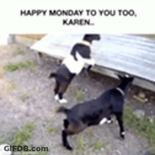 A Couple Of Goats Are Standing Next To Each Other On A Dirt Field . GIF