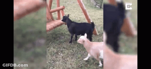 A Couple Of Goats Standing Next To Each Other In A Grassy Field . GIF