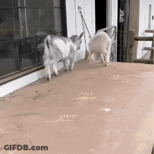 A Couple Of Goats Standing Next To Each Other On A Cardboard Surface GIF
