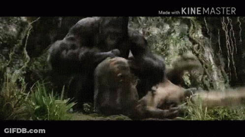 A Couple Of Gorillas Are Sitting On Top Of A Dead Animal In The Jungle . GIF