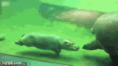 A Couple Of Hippos Are Swimming In A Tank With The Website Senorgif.com Visible GIF