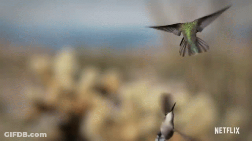 A Couple Of Hummingbirds Are Flying In The Sky . GIF