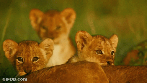 A Couple Of Lion Cubs Laying On Top Of A Lion 'S Back GIF