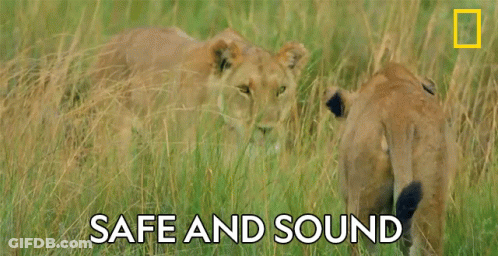A Couple Of Lions Standing In The Grass With The Words Safe And Sound Above Them GIF