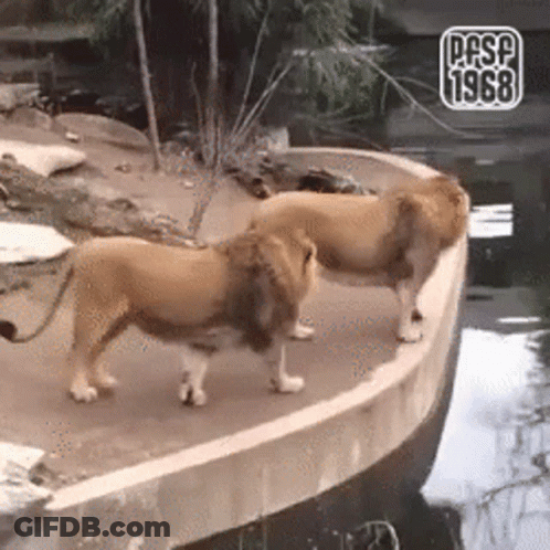 A Couple Of Lions Standing Next To A Body Of Water . GIF